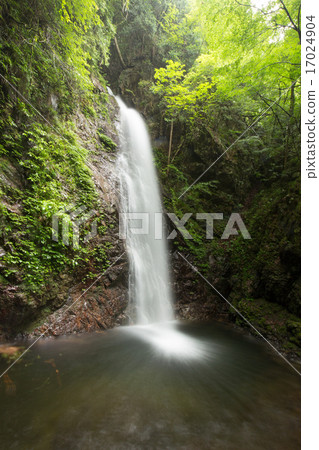 Waterfall and fresh green (Tokyo Hinohara village Shimizawa waterfall) 17024904