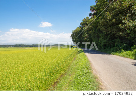 Rural landscape Rural landscape 17024932