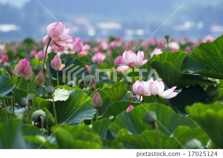 宮城縣伊豆沼的蓮花群(Hazime) 宮城縣伊豆沼的蓮花群(Hazime) 17025124
