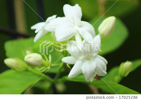 Matsurica Pikake 17025286