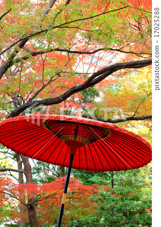 小石川後樂園秋葉 17025288