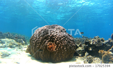Sea anemones tropical fish coral reef underwater photography Philippines 17025394