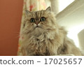 Chinchilla 17025657