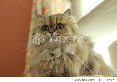 Chinchilla Chinchilla 17025657