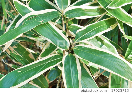 Healthy plant background material · wide Kumazasa leaves of Kumakete · solid sideways up Healthy plant background material · wide Kumazasa leaves of Kumakete · solid sideways up 17025713