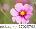 Cosmos 17025792
