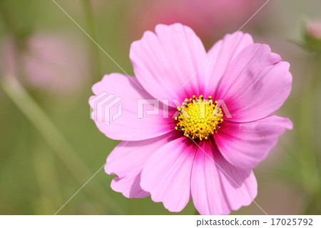 Cosmos Cosmos 17025792