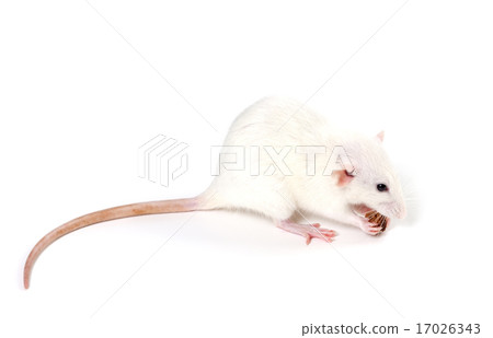 White fancy rat eating piece of bread 17026343