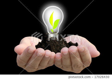 Plant grown in the light bulb and protect by hand Plant grown in the light bulb and protect by hand 17026430