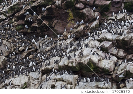 Thousands of Common Murres line the ledges of a se Thousands of Common Murres line the ledges of a se 17026570