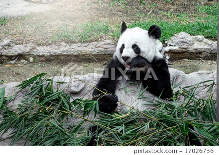 Lovely panda eating bamboo Lovely panda eating bamboo 17026736