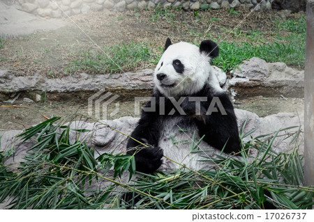 Lovely panda eating bamboo Lovely panda eating bamboo 17026737