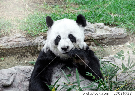 Lovely panda eating bamboo 17026738
