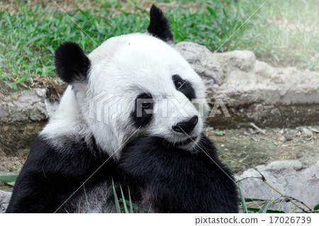 Lovely panda eating bamboo Lovely panda eating bamboo 17026739