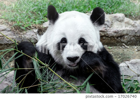 Lovely panda eating bamboo 17026740