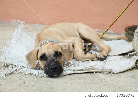 Homeless dog lying on the ground 17026772