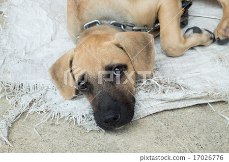 Homeless dog lying on the ground Homeless dog lying on the ground 17026776