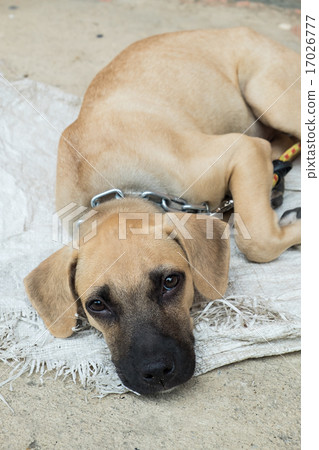 Homeless dog lying on the ground Homeless dog lying on the ground 17026777