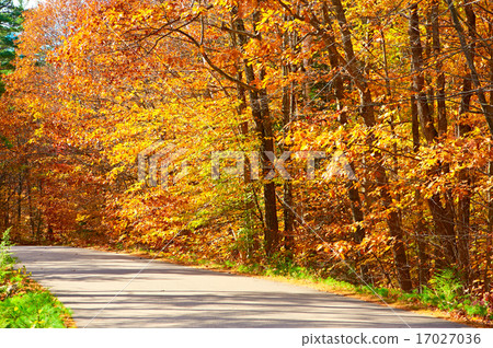 Autumn scene with road Autumn scene with road 17027036