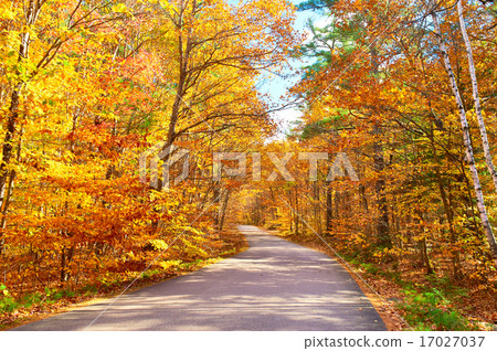 Autumn scene with road 17027037