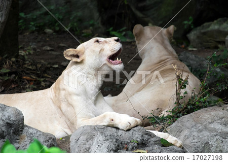 Female white lion lying on the rock 17027198