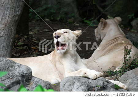 Female white lion lying on the rock 17027199