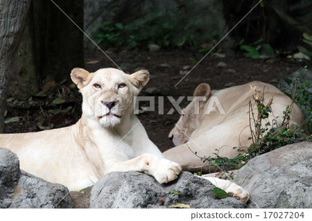 Female white lion lying on the rock Female white lion lying on the rock 17027204