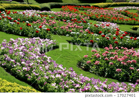 Colorful flower garden in Mae Fah Luang, Thailand 17027401