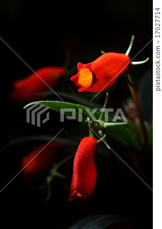 Red wild orchid flower in Northern Thailand 17027714