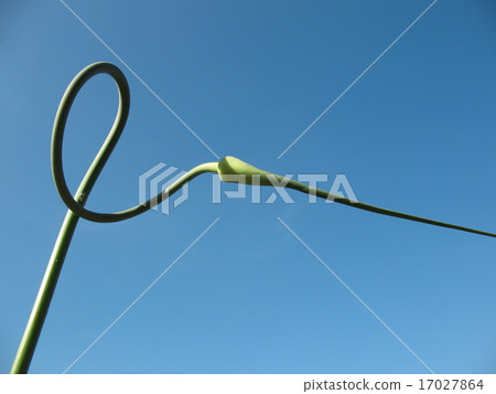 Curved arrows garlic against the blue sky Curved arrows garlic against the blue sky 17027864