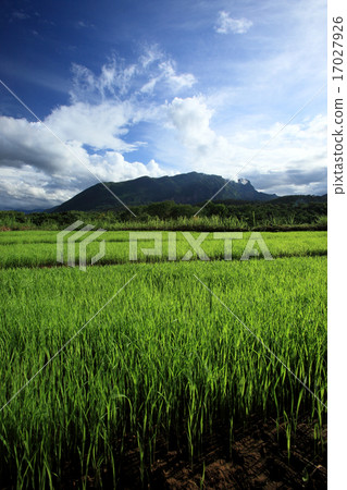Green rice field in countryside, Chiang Mai 17027926