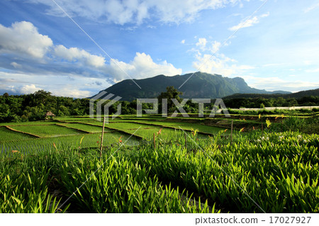 Green paddy field in countryside, Thailand 17027927