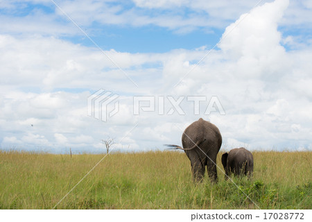 Safari瀏覽器 17028772