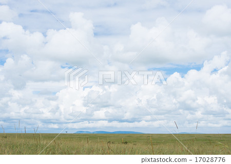 Safari 17028776