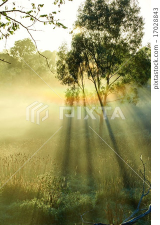 Morning morning sunbean leaves and rainbow 17028843