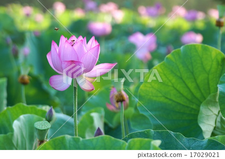 甜蜜的蜜 甜蜜的蜜 17029021