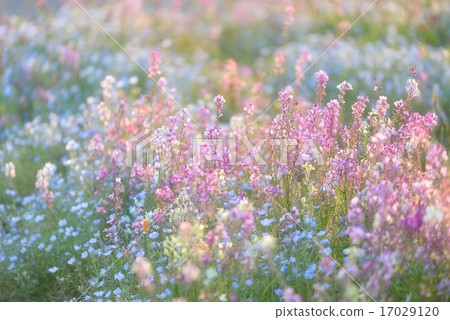 天堂花園 17029120