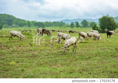 cow on pasture 17029176