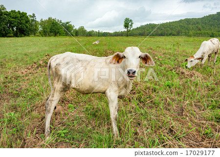 cow on pasture 17029177