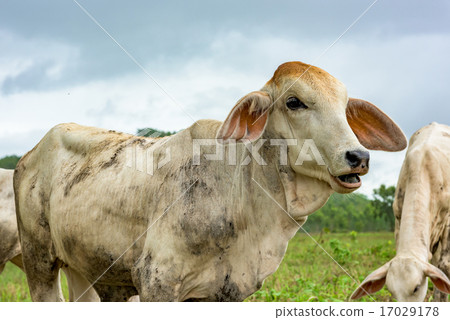 cow on pasture 17029178