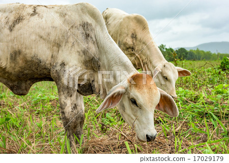 cow on pasture cow on pasture 17029179