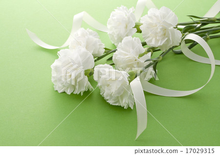 Carnation Carnation 17029315