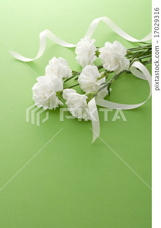 Carnation Carnation 17029316