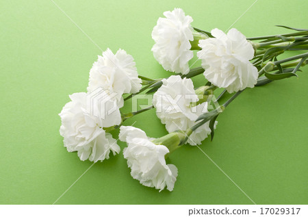 Carnation Carnation 17029317