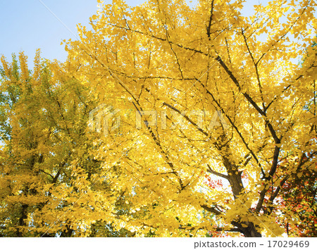 銀杏（抬頭） 17029469