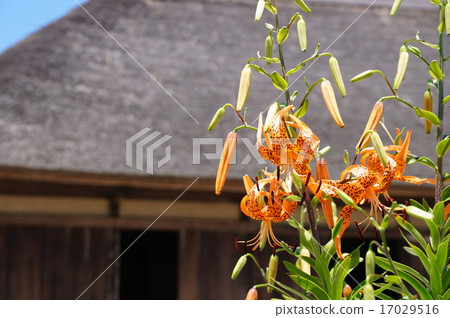 Kiyoshi Kiyoshi in an old private house Kiyoshi Kiyoshi in an old private house 17029516