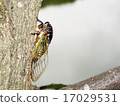 Cicada 17029531