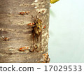 Cicada 17029533