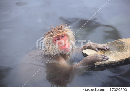進入溫泉長野縣山之內町Jigokudani野生猴子公園的雪猴 17029800