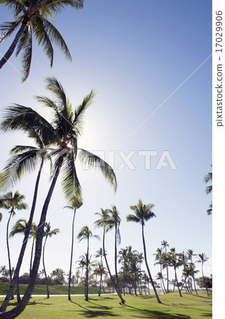 Palm trees and blue sky, Ko Olina resort, Oahu, Hawaii -3 17029906